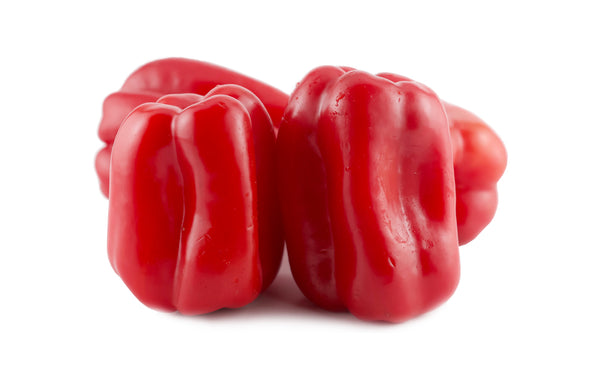 Capsicum