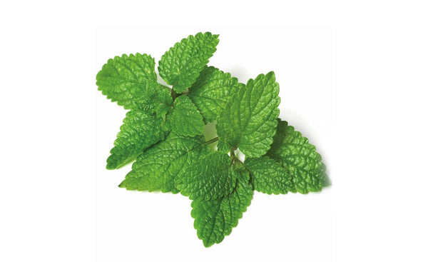 lemon balm - Wholesome Kitchen